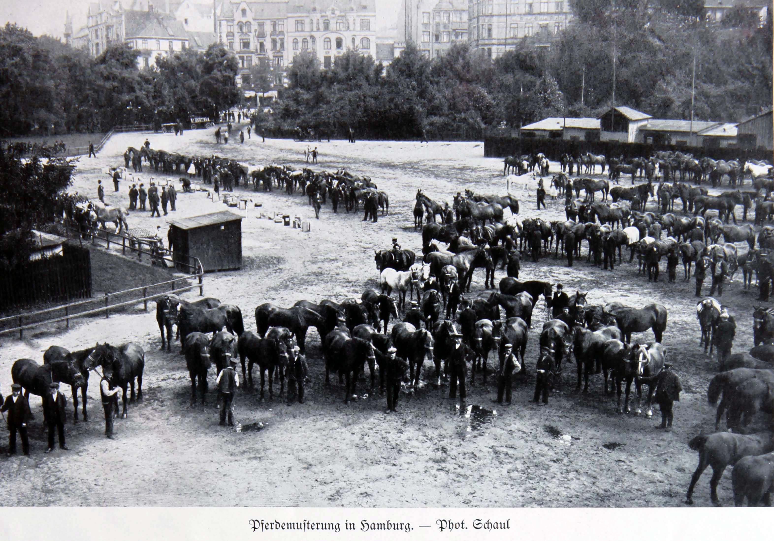 Selezione di cavalli per l'esercito ad Amburgo